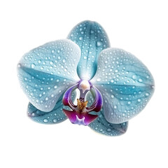 Fototapeta na wymiar Orchid flower png,transparent,Ai,