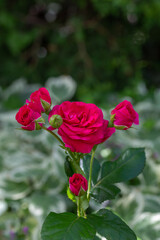 Blooming pink rose flower macro photography on a sunny summer day. Garden rose with pink petals close-up photo in the summertime. Tender rosa floral background.