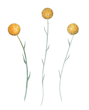 Craspedia australian wild garden yellow, spherical flowers watercolour illustration isolated on white. High quality illustration