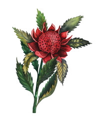 Telopea waratah australian red flower watercolour illustration isolated on white . High quality illustration