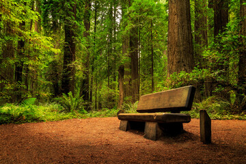 A Bench In The Redwoods - 597583254