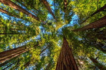 Looking Up In The Redwoods - 597583417