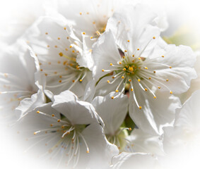 Soft macro photography of cherry blossoms