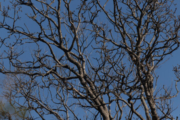 I love the look of this tree in this picture. The branches are completely bare from leaves suggesting are in the Fall season. The limbs reaching all over with a pretty blue sky in the background.