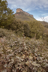Collsacabra mountains landscape in Guilleries National Park in Catalonia