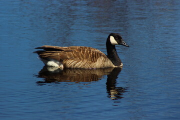 Canada Goose reflecting on a pond