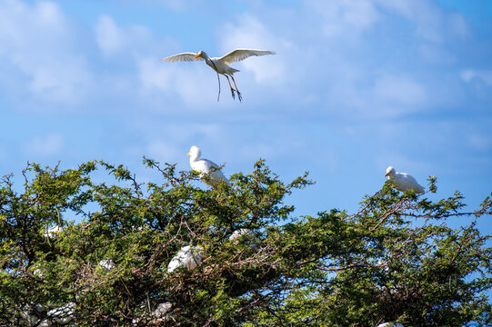 flying and nesting cattle egrets of st. kitts and nevis