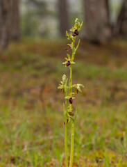 Kleine Spinnenragwurz (Ophrys araneola) in Unterfranken