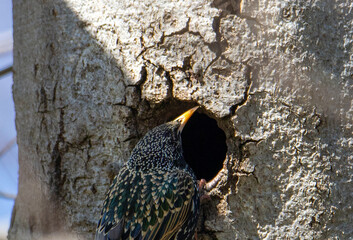 A Sturnus vulgaris bird on a hollow of a tree