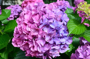 Pink and purple flowers