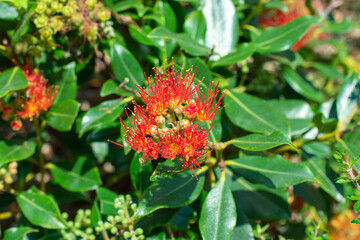 flower of iron tree | Pōhutukawa | Metrosideros excelsa