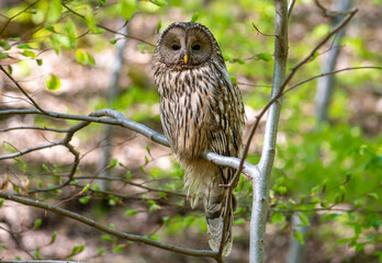 A Strix uralensis bird (Ural owl) sitting on a branch