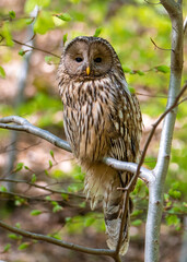 An Ural owl sitting on a branch