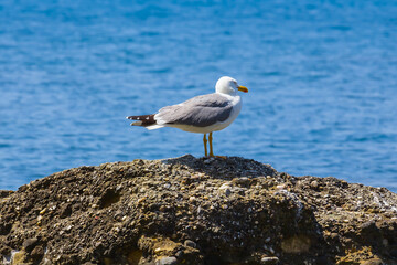 Fototapeta na wymiar closeup seagull sit on stone among sea