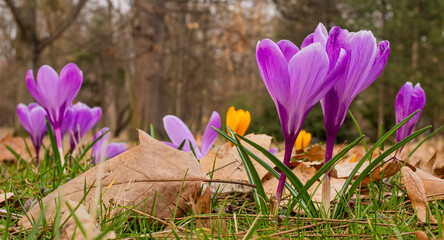 Purple and yellow crocuses - spring flowers in the meadow, among dry leaves - trees in the background