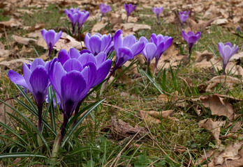 Purple crocuses - spring flowers in the meadow - among dry leaves