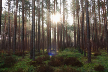 Wysoki sosnowy las. Słoneczny poranek, wśród koron unosi się delikatna mgła oświetlana...