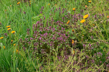 Bluszczyk kurdybanek, roślina występująca w stanie dzikim. Jest rośliną płożącą się po...
