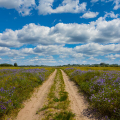 Fototapeta na wymiar ground road among prairie with flowers under blue cloudy sky