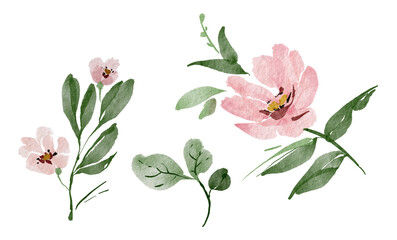 Botanical set of watercolor illustrations of pink flowers and plants. hand painted .