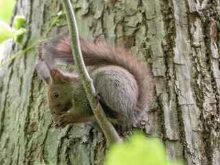 食事中のエゾリス（北海道札幌市）