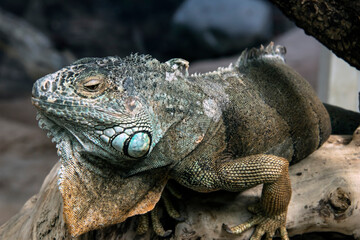 un bel iguane sur une branche