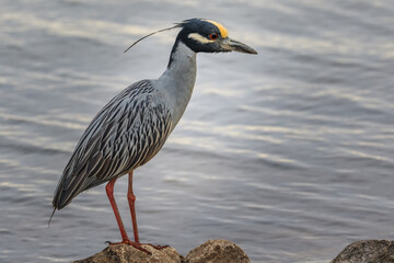 Yellow-crowned Night Heron (Nyctanassa violacea) up close