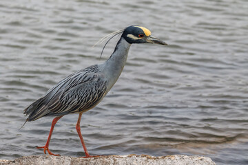 Yellow-crowned Night Heron (Nyctanassa violacea) up close
