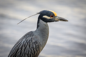 Yellow-crowned Night Heron (Nyctanassa violacea) up close