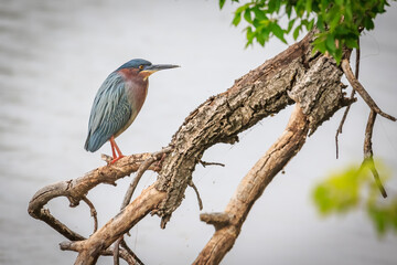 A Green Heron (Butorides virescens) in a tree in Oklahoma