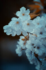Kwitnące drzewa z białymi kwiatami japońskiej wiśni Amanogawa, zbliżenie. Sezon wiosenny. Pastelowe odcienie. Wiosenne ogrody. - obrazy, fototapety, plakaty