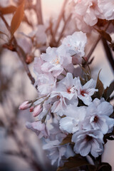 Kwitnące drzewa z białymi kwiatami japońskiej wiśni Amanogawa, zbliżenie.