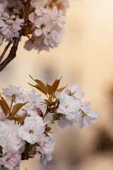 Kwitnące drzewa z białymi kwiatami japońskiej wiśni Amanogawa, zbliżenie. Sezon wiosenny. Pastelowe odcienie. Wiosenne ogrody. - obrazy, fototapety, plakaty