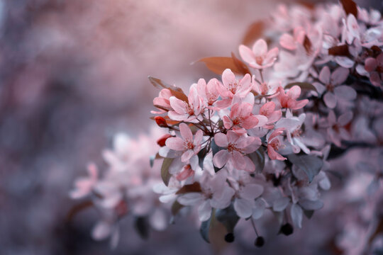 Różowe kwiaty dzikiej wiśni. Wiosenna gałąź kwitnącego drzewa. Pastelowe kwiaty. © anettastar
