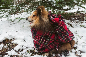 Miniature Sheltie dog wrapped in a scarf, walking in the snowy forest or park. Dog walk in a winter...