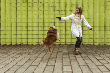 A young blonde girl and her Miniature Sheltie dog having fun playing outdoors.
