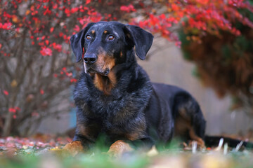 Cute harlequin Beauceron dog posing outdoors lying down in a garden under red bushes in autumn