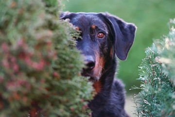 The portrait of a serious harlequin Beauceron dog posing outdoors in a garden behind a green thuja in autumn