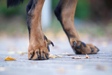 Double dewclaws on back legs of a harlequin Beauceron dog posing outdoors in autumn. Close up view