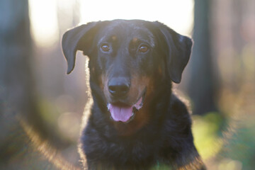 The portrait of a cute harlequin Beauceron dog posing outdoors on sunset in a forest in autumn
