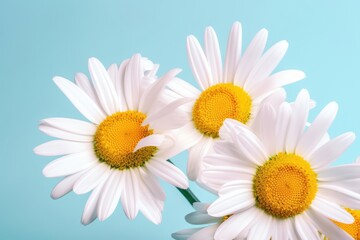 Beautiful daisies on blue background. Generative AI