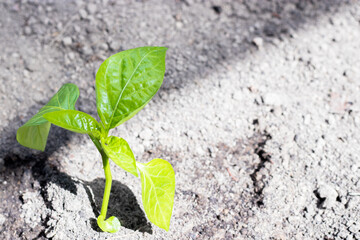 Close-up of transplanted tomato seedlings on a watered bed. planting vegetables on a farm. Gardening, agronomy, farming, organic gardening and the concept of growth.