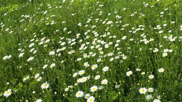 Chamomile Matricaria is an annual flowering plants in the Asteraceae family. Chamomile Matricaria chamomilla or Matricaria recutita is used for medicinal and cosmetic purposes. Weak wind. Insects fly