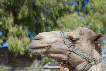 A camel in a pen in clear weather. zoo with wild animals. the face of a camel.
