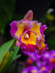 Cattleya Hybrid Orchid Flower