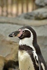 Obraz premium penguin on the rocks