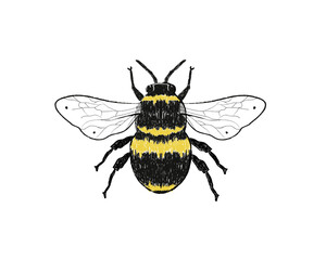 hand drawing sketch bee. Bug animal graphic  vector