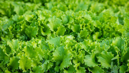 Green lettuce leaves growing in the garden, selective focus