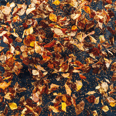 abstract dried leaves background, close-up view