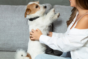 Adorable Pet Kromfohrlander Companion Dog With Brown Spots